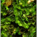 Jungermanniaceae (meszkowate)