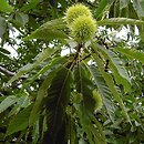 Castanea (kasztan)