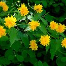 Kerria japonica (złotlin japoński)