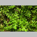 Leiocolea (gładkosz)