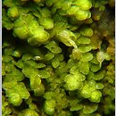 Lejeunea cavifolia (śniedrza cząbrowa)