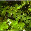 Lepidozia reptans (łuskolist rozesłany)