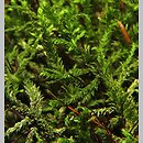 Leskeaceae (drąstowate)