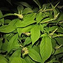 Leucosceptrum japonicum