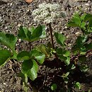 Ligusticum scoticum
