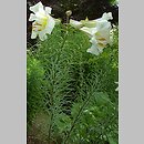 Lilium regale (lilia królewska)