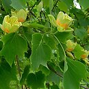 Liriodendron (tulipanowiec)