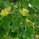 Liriodendron tulipifera (tulipanowiec amerykański)