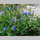 Lithospermum purpurocaeruleum (nawrot czerwonobłękitny)