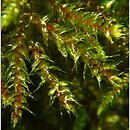 Loeskeobryum brevirostre (gajniczek krótkodzióbkowy)