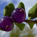 Lonicera pileata (wiciokrzew chiński)