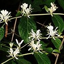 Lonicera maackii (wiciokrzew Maacka)
