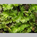 Lophocolea heterophylla (płozik różnolistny)