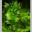Lophozia ventricosa (czubek brzuchaty)