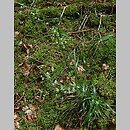 Luzula luzuloides (kosmatka gajowa)