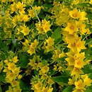 Lysimachia punctata (tojeść kropkowana)