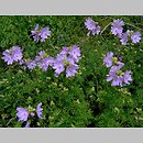 Malva moschata (ślaz piżmowy)