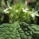 Marrubium (szanta)