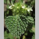 Marrubium vulgare (szanta zwyczajna)