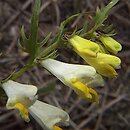 Melampyrum pratense (pszeniec zwyczajny)