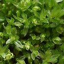 Mnium marginatum (merzyk obrzeżony)