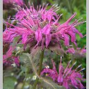 Monarda (pysznogłówka)