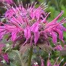 Monarda didyma (pysznogłówka szkarłatna)