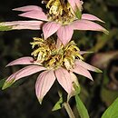Monarda punctata (pysznogłówka kropkowana)