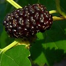 Morus nigra (morwa czarna)