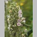 Nepeta cataria (kocimiętka właściwa)