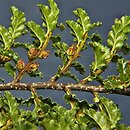 Nothofagus antarctica (bukan antarktyczny)