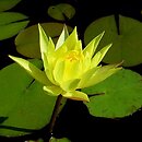Nymphaea hort. African Gold