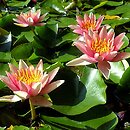 Nymphaea (grzybienie)