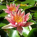Nymphaea hort. Paul Hariot