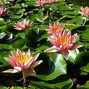 Nymphaea hort. (grzybienie ogrodowe)