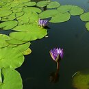 Nymphaea caerulea