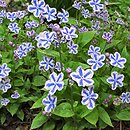 Omphalodes cappadocica Starry Eyes