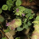 Origanum rotundifolium (lebiodka okrągłolistna)