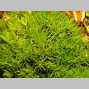 Orthodicranum montanum (prostoząbek górski)