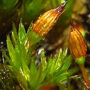 Orthotrichum anomalum (szurpek odrębny)