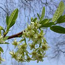 Osmaronia cerasiformis (śliwokrzew amerykański)