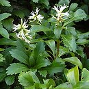 Pachysandra (runianka)