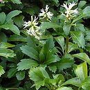 Pachysandra terminalis (runianka japońska)