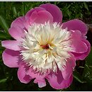 Paeonia lactiflora Bowl of Beauty