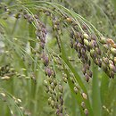 Panicum (proso)