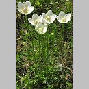 Parnassia palustris (dziewięciornik błotny)