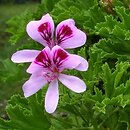 Pelargonium (pelargonia (rodzaj bot.))