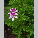 Pelargonium crispum