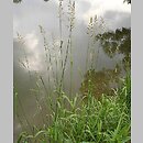 Phalaris arundinacea (mozga trzcinowata)