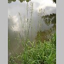 Phalaris (mozga)